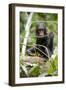 Africa, Uganda, Kibale National Park. A playful and curious infant chimpanzee.-Kristin Mosher-Framed Photographic Print