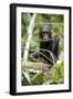 Africa, Uganda, Kibale National Park. A playful and curious infant chimpanzee.-Kristin Mosher-Framed Photographic Print