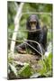 Africa, Uganda, Kibale National Park. A playful and curious infant chimpanzee.-Kristin Mosher-Mounted Photographic Print