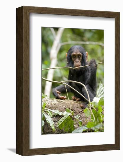 Africa, Uganda, Kibale National Park. A playful and curious infant chimpanzee.-Kristin Mosher-Framed Photographic Print