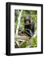 Africa, Uganda, Kibale National Park. A playful and curious infant chimpanzee.-Kristin Mosher-Framed Photographic Print