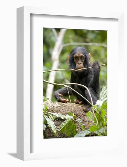 Africa, Uganda, Kibale National Park. A playful and curious infant chimpanzee.-Kristin Mosher-Framed Photographic Print