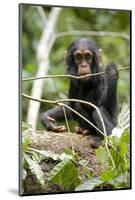 Africa, Uganda, Kibale National Park. A playful and curious infant chimpanzee.-Kristin Mosher-Mounted Photographic Print