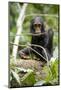 Africa, Uganda, Kibale National Park. A playful and curious infant chimpanzee.-Kristin Mosher-Mounted Photographic Print