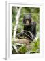 Africa, Uganda, Kibale National Park. A playful and curious infant chimpanzee.-Kristin Mosher-Framed Premium Photographic Print