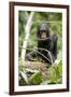 Africa, Uganda, Kibale National Park. A playful and curious infant chimpanzee.-Kristin Mosher-Framed Premium Photographic Print