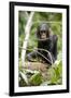 Africa, Uganda, Kibale National Park. A playful and curious infant chimpanzee.-Kristin Mosher-Framed Premium Photographic Print