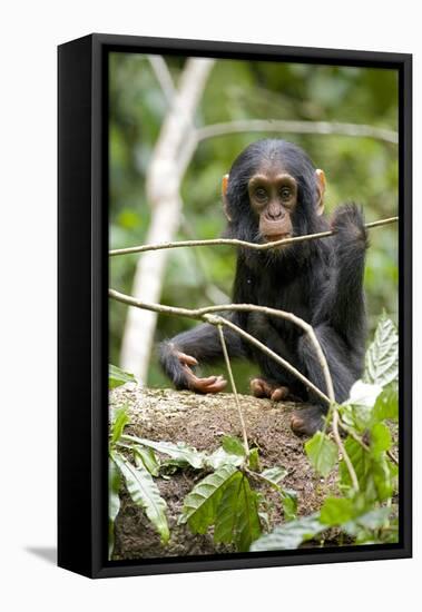 Africa, Uganda, Kibale National Park. A playful and curious infant chimpanzee.-Kristin Mosher-Framed Stretched Canvas