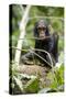 Africa, Uganda, Kibale National Park. A playful and curious infant chimpanzee.-Kristin Mosher-Stretched Canvas