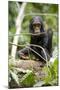 Africa, Uganda, Kibale National Park. A playful and curious infant chimpanzee.-Kristin Mosher-Mounted Photographic Print
