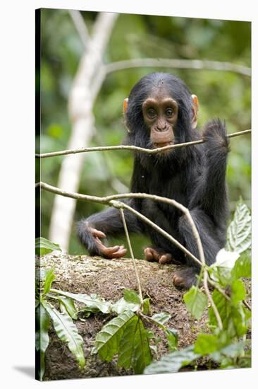Africa, Uganda, Kibale National Park. A playful and curious infant chimpanzee.-Kristin Mosher-Stretched Canvas