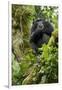 Africa, Uganda, Kibale National Park. A relaxed female chimpanzee sits aloft in a mossy tree.-Kristin Mosher-Framed Photographic Print