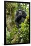 Africa, Uganda, Kibale National Park. A relaxed female chimpanzee sits aloft in a mossy tree.-Kristin Mosher-Framed Photographic Print