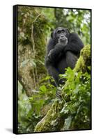 Africa, Uganda, Kibale National Park. A relaxed female chimpanzee sits aloft in a mossy tree.-Kristin Mosher-Framed Stretched Canvas