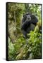 Africa, Uganda, Kibale National Park. A relaxed female chimpanzee sits aloft in a mossy tree.-Kristin Mosher-Framed Stretched Canvas