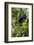 Africa, Uganda, Kibale National Park. A relaxed female chimpanzee sits aloft in a mossy tree.-Kristin Mosher-Framed Photographic Print