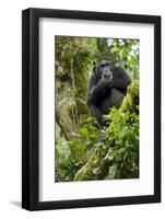 Africa, Uganda, Kibale National Park. A relaxed female chimpanzee sits aloft in a mossy tree.-Kristin Mosher-Framed Photographic Print