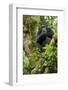 Africa, Uganda, Kibale National Park. A relaxed female chimpanzee sits aloft in a mossy tree.-Kristin Mosher-Framed Photographic Print