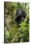 Africa, Uganda, Kibale National Park. A relaxed female chimpanzee sits aloft in a mossy tree.-Kristin Mosher-Stretched Canvas