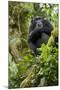 Africa, Uganda, Kibale National Park. A relaxed female chimpanzee sits aloft in a mossy tree.-Kristin Mosher-Mounted Photographic Print