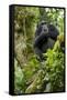 Africa, Uganda, Kibale National Park. A relaxed female chimpanzee sits aloft in a mossy tree.-Kristin Mosher-Framed Stretched Canvas