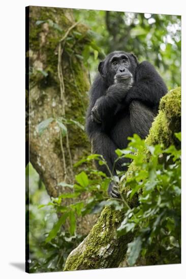 Africa, Uganda, Kibale National Park. A relaxed female chimpanzee sits aloft in a mossy tree.-Kristin Mosher-Stretched Canvas