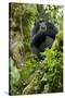 Africa, Uganda, Kibale National Park. A relaxed female chimpanzee sits aloft in a mossy tree.-Kristin Mosher-Stretched Canvas