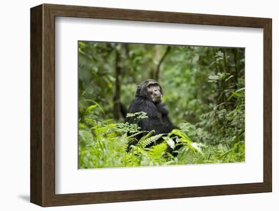 Africa, Uganda, Kibale National Park. A wet male chimpanzee looks over his shoulder.-Kristin Mosher-Framed Photographic Print