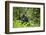 Africa, Uganda, Kibale National Park. A wet male chimpanzee looks over his shoulder.-Kristin Mosher-Framed Photographic Print