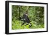 Africa, Uganda, Kibale National Park. A wet male chimpanzee looks over his shoulder.-Kristin Mosher-Framed Photographic Print