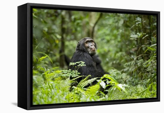 Africa, Uganda, Kibale National Park. A wet male chimpanzee looks over his shoulder.-Kristin Mosher-Framed Stretched Canvas