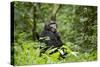 Africa, Uganda, Kibale National Park. A wet male chimpanzee looks over his shoulder.-Kristin Mosher-Stretched Canvas