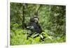 Africa, Uganda, Kibale National Park. A wet male chimpanzee looks over his shoulder.-Kristin Mosher-Framed Photographic Print