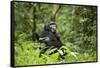 Africa, Uganda, Kibale National Park. A wet male chimpanzee looks over his shoulder.-Kristin Mosher-Framed Stretched Canvas