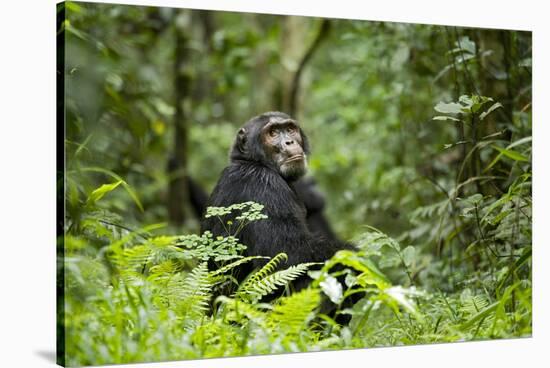 Africa, Uganda, Kibale National Park. A wet male chimpanzee looks over his shoulder.-Kristin Mosher-Stretched Canvas