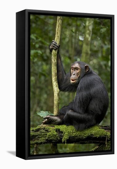 Africa, Uganda, Kibale National Park. A young adult chimpanzee anticipates arrival of other chimps.-Kristin Mosher-Framed Stretched Canvas