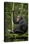 Africa, Uganda, Kibale National Park. A young adult chimpanzee anticipates arrival of other chimps.-Kristin Mosher-Stretched Canvas