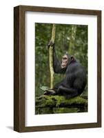 Africa, Uganda, Kibale National Park. A young adult chimpanzee anticipates arrival of other chimps.-Kristin Mosher-Framed Photographic Print