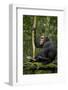 Africa, Uganda, Kibale National Park. A young adult chimpanzee anticipates arrival of other chimps.-Kristin Mosher-Framed Photographic Print