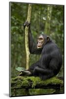 Africa, Uganda, Kibale National Park. A young adult chimpanzee anticipates arrival of other chimps.-Kristin Mosher-Mounted Photographic Print