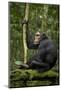 Africa, Uganda, Kibale National Park. A young adult chimpanzee anticipates arrival of other chimps.-Kristin Mosher-Mounted Photographic Print