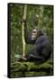 Africa, Uganda, Kibale National Park. A young adult chimpanzee anticipates arrival of other chimps.-Kristin Mosher-Framed Stretched Canvas