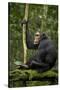 Africa, Uganda, Kibale National Park. A young adult chimpanzee anticipates arrival of other chimps.-Kristin Mosher-Stretched Canvas