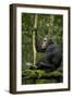 Africa, Uganda, Kibale National Park. A young adult chimpanzee anticipates arrival of other chimps.-Kristin Mosher-Framed Photographic Print