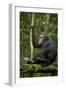 Africa, Uganda, Kibale National Park. A young adult chimpanzee anticipates arrival of other chimps.-Kristin Mosher-Framed Photographic Print