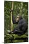 Africa, Uganda, Kibale National Park. A young adult chimpanzee anticipates arrival of other chimps.-Kristin Mosher-Mounted Photographic Print