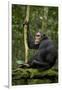 Africa, Uganda, Kibale National Park. A young adult chimpanzee anticipates arrival of other chimps.-Kristin Mosher-Framed Photographic Print