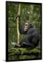 Africa, Uganda, Kibale National Park. A young adult chimpanzee anticipates arrival of other chimps.-Kristin Mosher-Framed Photographic Print