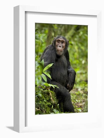 Africa, Uganda, Kibale National Park. A young adult chimpanzee listens.-Kristin Mosher-Framed Photographic Print