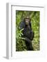 Africa, Uganda, Kibale National Park. A young adult chimpanzee listens.-Kristin Mosher-Framed Photographic Print